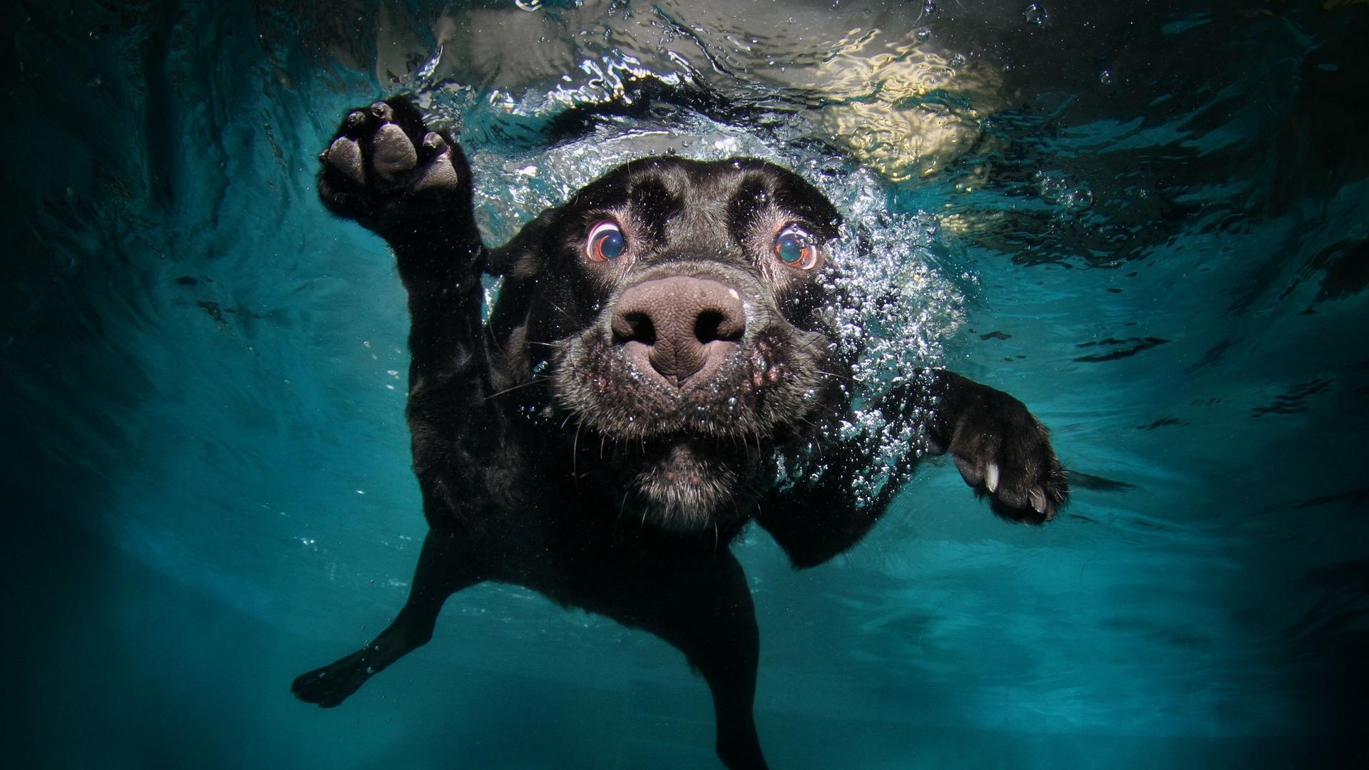 pies w wodzie